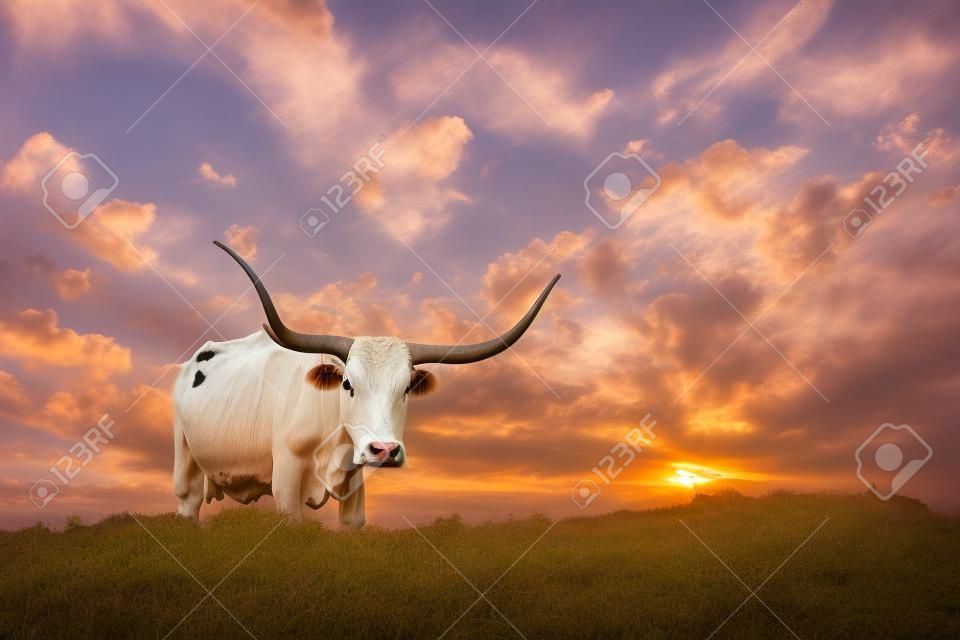母长角牛在德克萨斯州牧场上日出