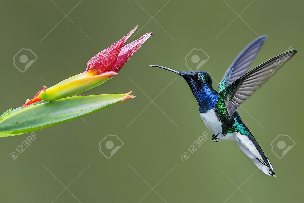 Jakobin białoszyi - florisuga mellivora, piękny kolorowy koliber z lasów środkowoamerykańskich, Kostaryka.