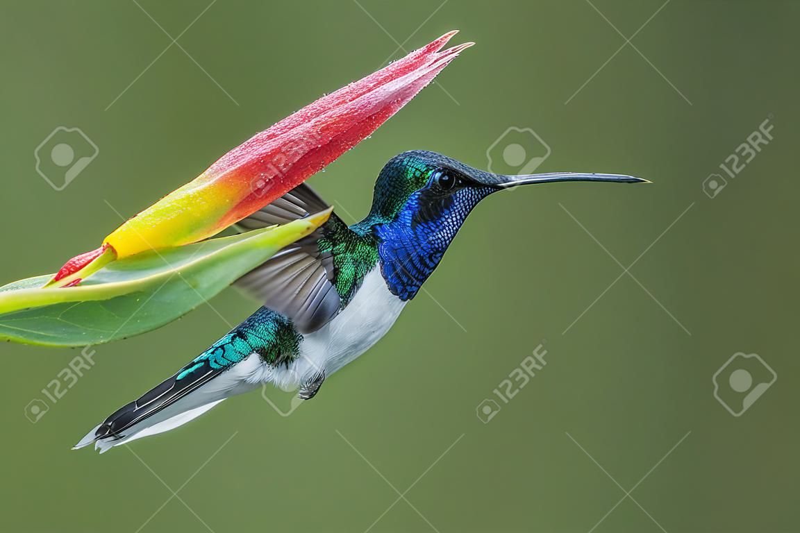 Jakobin białoszyi - florisuga mellivora, piękny kolorowy koliber z lasów środkowoamerykańskich, Kostaryka.