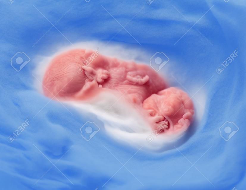 ecografía del feto de 3 meses en el vientre materno