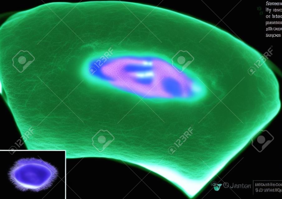 Immagine ad ultrasuoni di un embrione allo età 6 settimane e 4 giorni