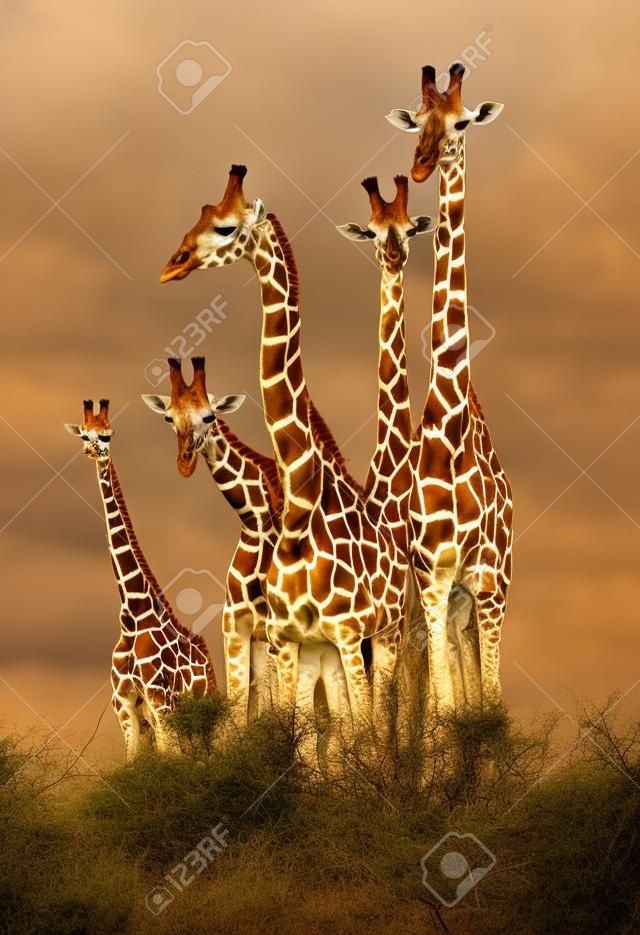 De la famille de girafes dans la Réserve de Masai Mara (Kenya)