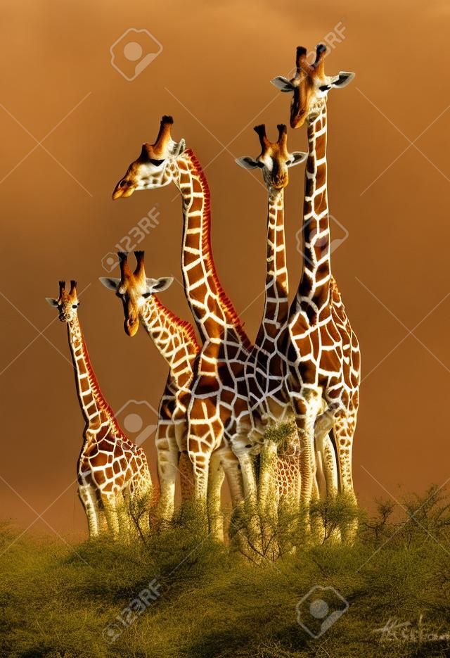 De la famille de girafes dans la Réserve de Masai Mara (Kenya)