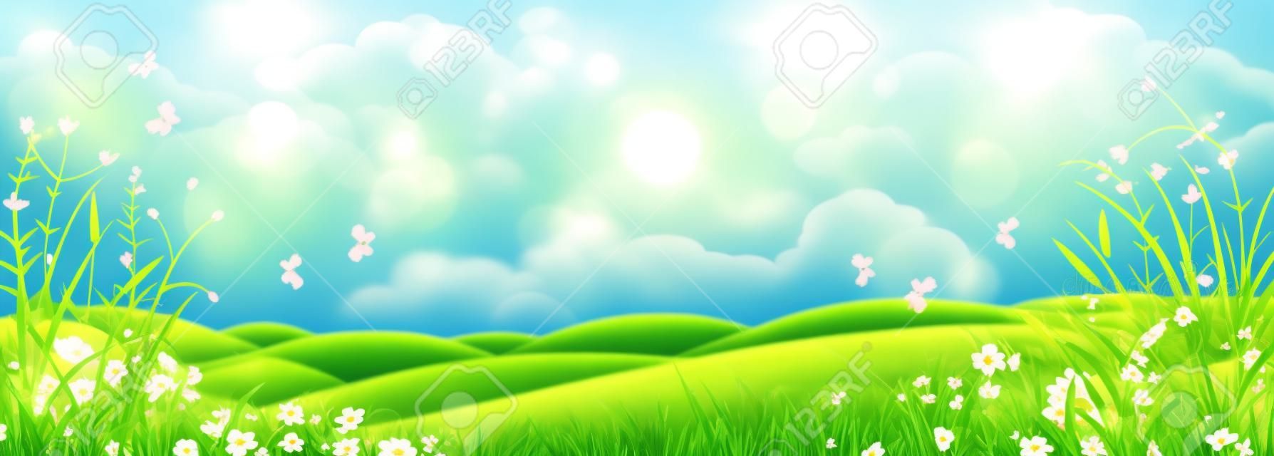Prato soleggiato della primavera o di estate con erba verde e fiori.