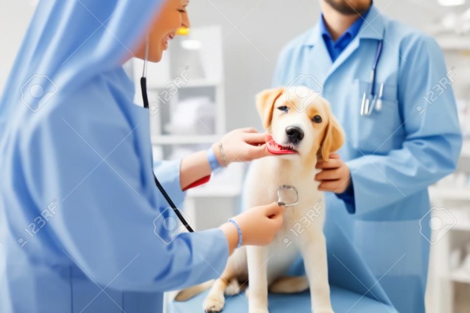 Veterinário que sorri examina o cão na clínica