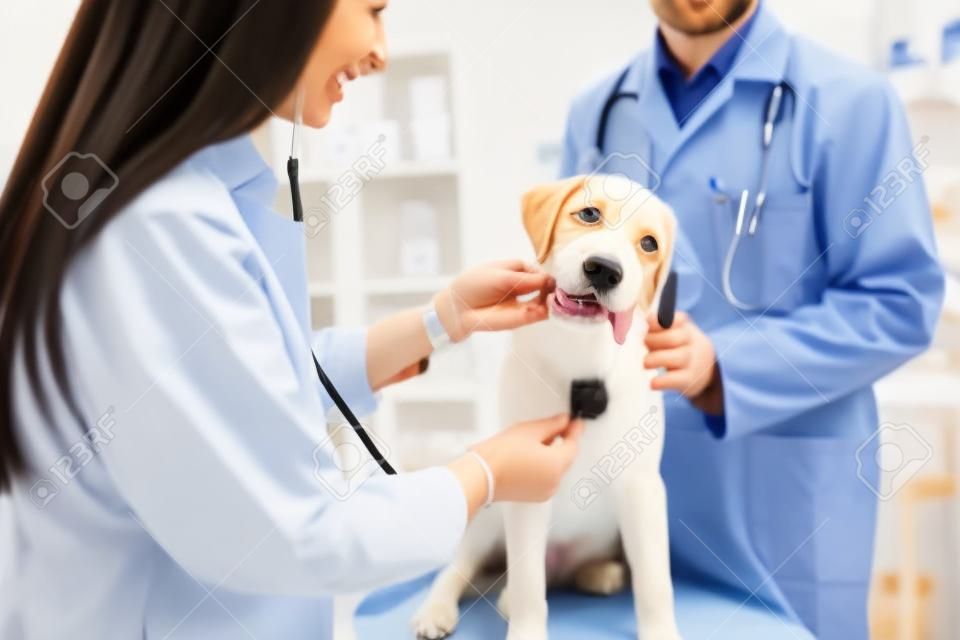 Улыбаясь ветеринарной следственным собаку в клинике