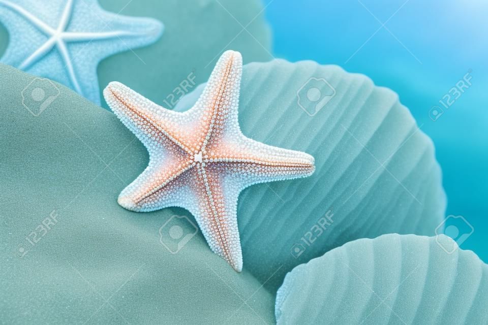 Estrellas de mar y conchas de mar sobre la arena