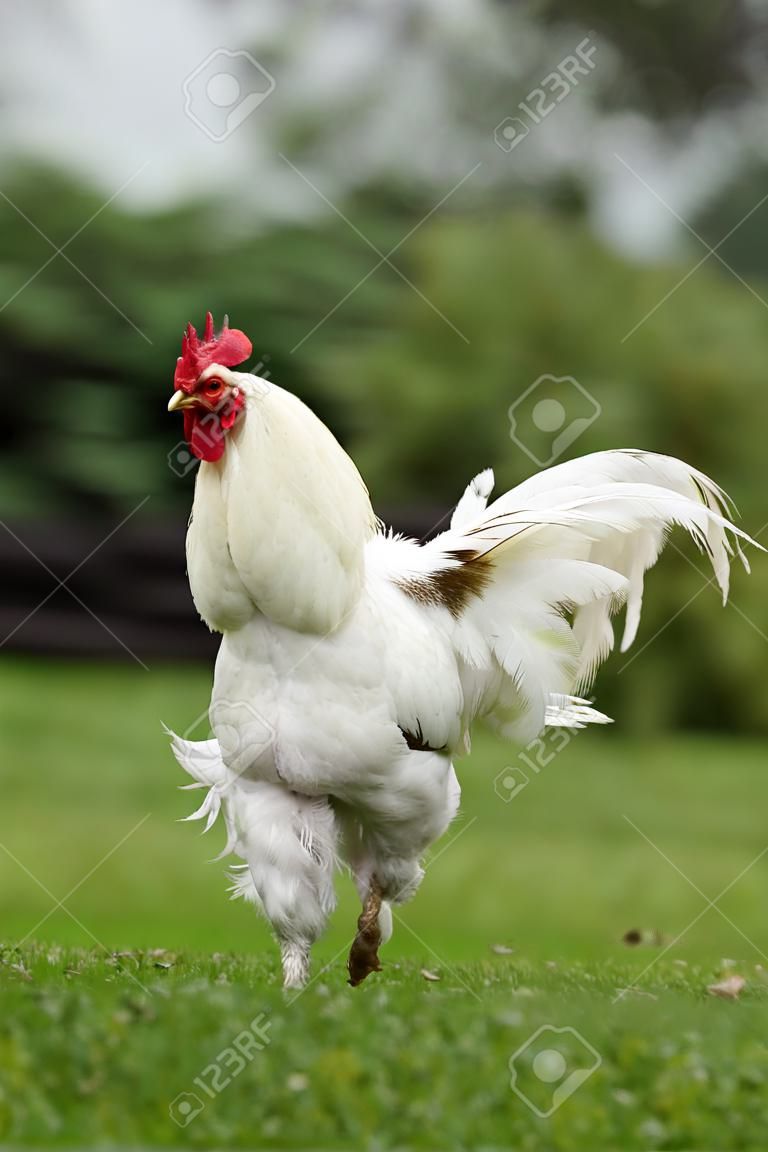 Blanco gallo del gallo con las alas extendidas