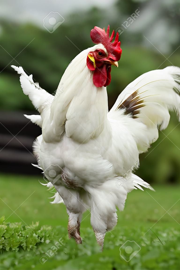 Blanco gallo del gallo con las alas extendidas