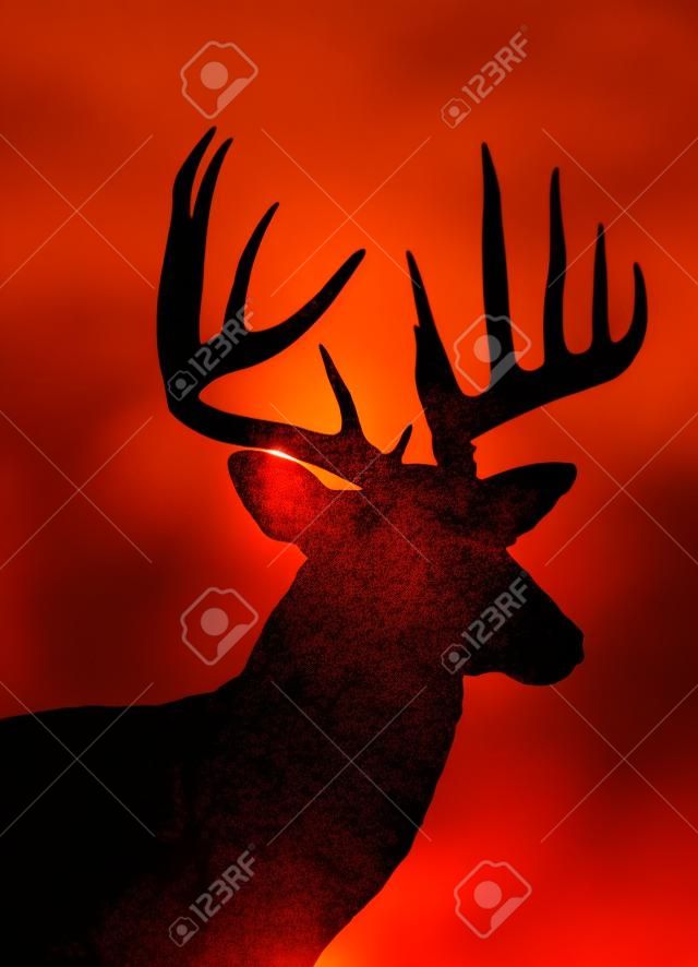 whitetail deer head silhouette isolated 