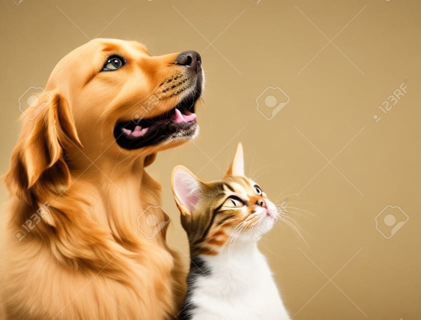 Кошка и собака, абиссинская котенка и золотистый ретривер смотрит на право.