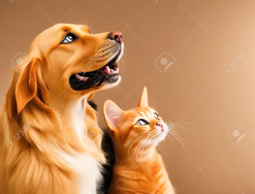 Кошка и собака, абиссинская котенка и золотистый ретривер смотрит на право.