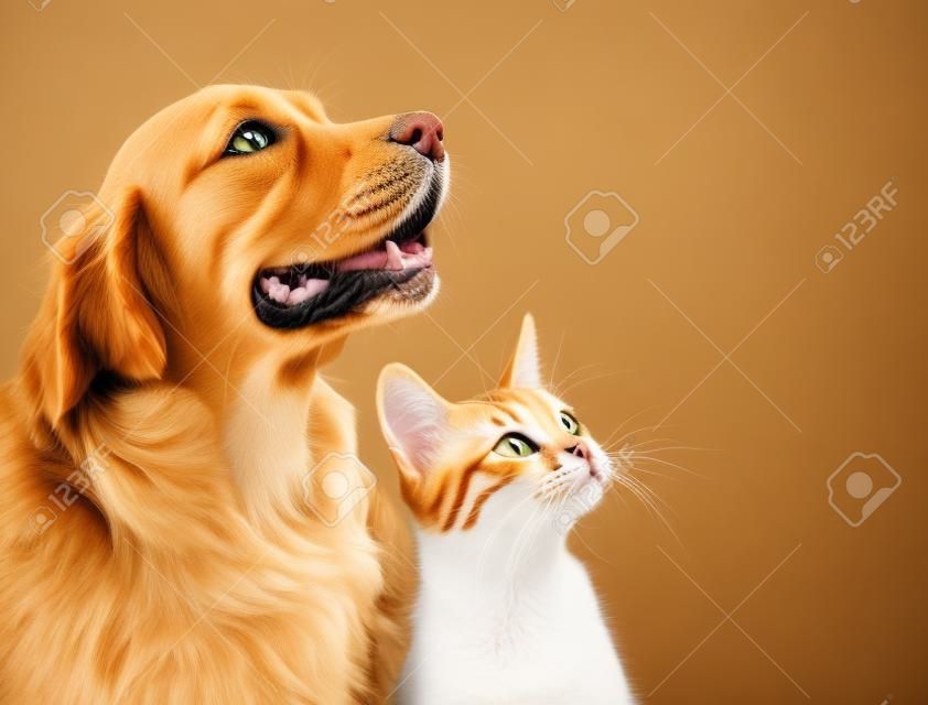 Gato e cão, gatinho abissínia e golden retriever olha para a direita.