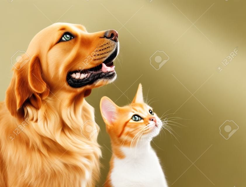 Gato y perro, gatito abisinio y golden retriever mira la derecha.