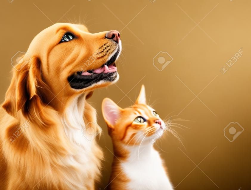 Katze und Hund, Abessinier Kätzchen und Golden Retriever sieht rechts.