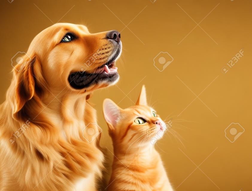 Gato y perro, gatito abisinio y golden retriever mira la derecha.