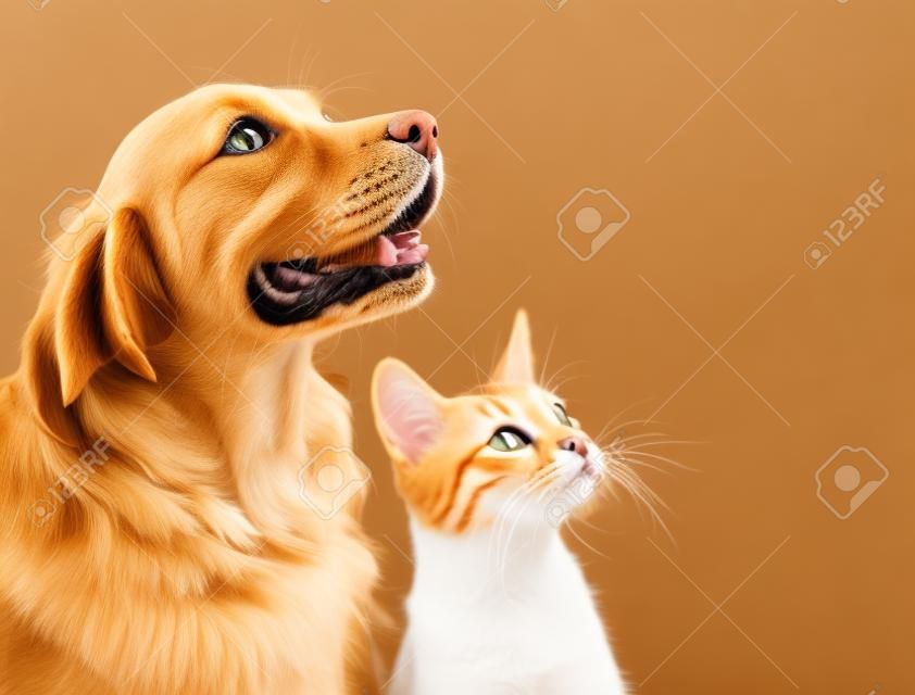 Cat and dog, abyssinian kitten and golden retriever looks at right.