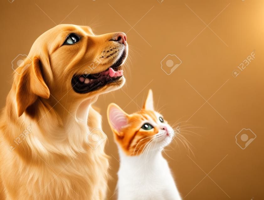 Cat and dog, abyssinian kitten and golden retriever looks at right.