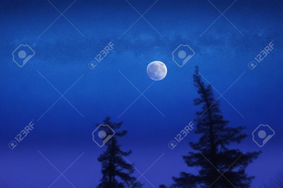 소나무 꼭대기에 보름달. 아름다운 야간 마녀 풍경.