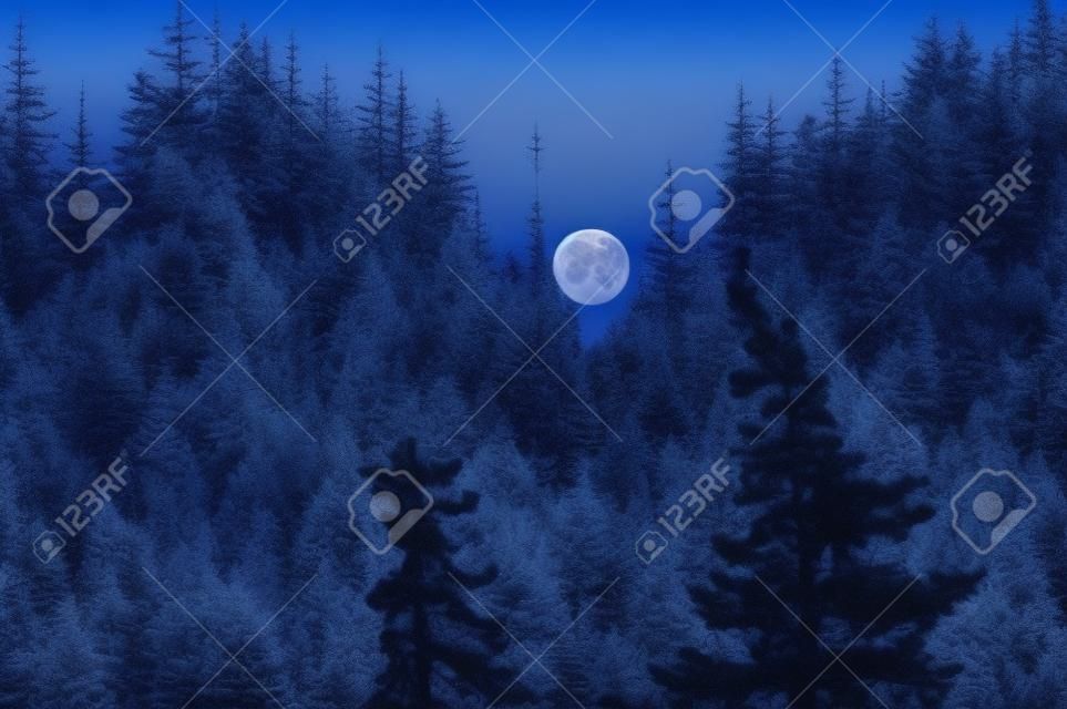 Lua cheia sobre os topos de pinheiros. Bela paisagem de bruxaria noturna.