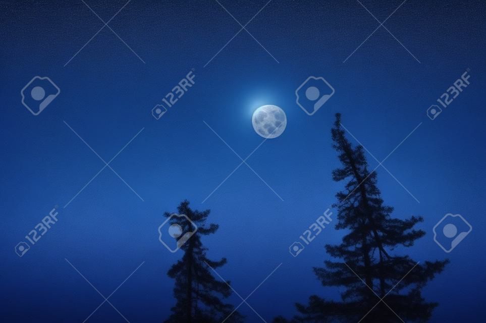 Luna piena sopra le cime dei pini. Bellissimo paesaggio notturno da streghe.
