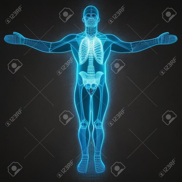 male body under X-rays. 3d render