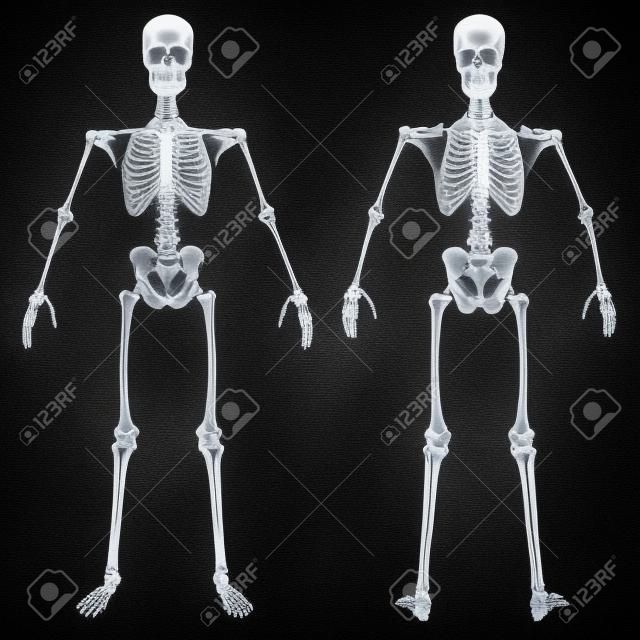 scheletro umano sotto i raggi X. isolato il nero.
