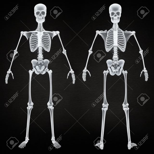 esqueleto humano bajo los rayos X. aislado en negro.