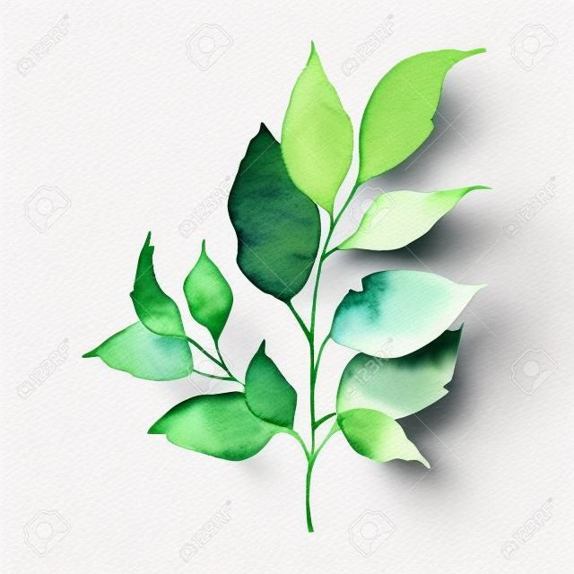 Watercolor greenery floral leaf plant forest herb spring flora isolated on white background. Botanical decorative illustration for wedding invitation card