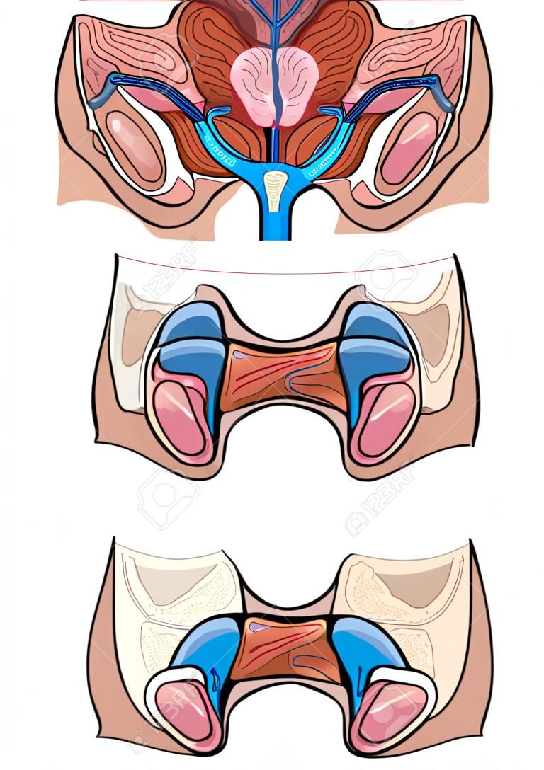 Diagram of a cross section of the human reproductive system 