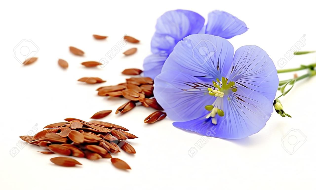 Semillas y flores de lino