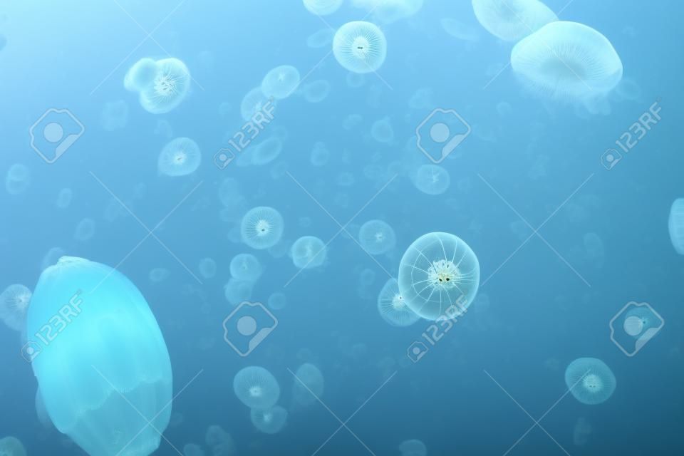 Huge School of jellyfish