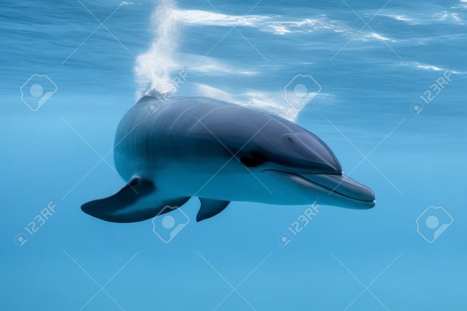 Delfiny zamieszkujące mikurajima w tokio, japonia
