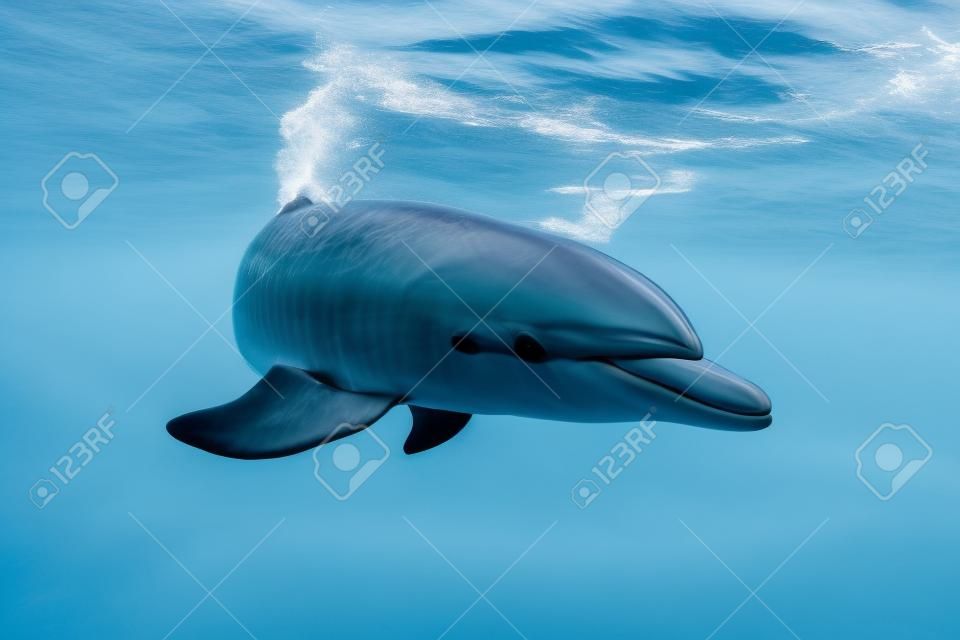 Delfiny zamieszkujące mikurajima w tokio, japonia