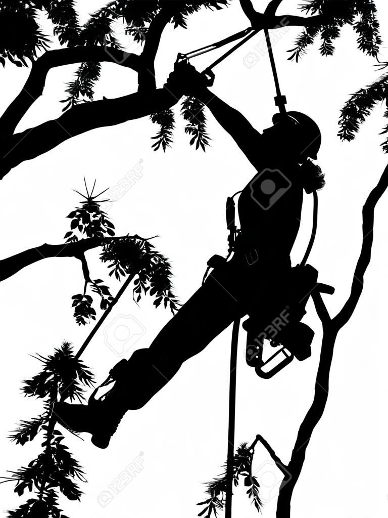 Female Tree Surgeon checking her safety ropes up a tree. The Arborist is carrying a chainsaw.