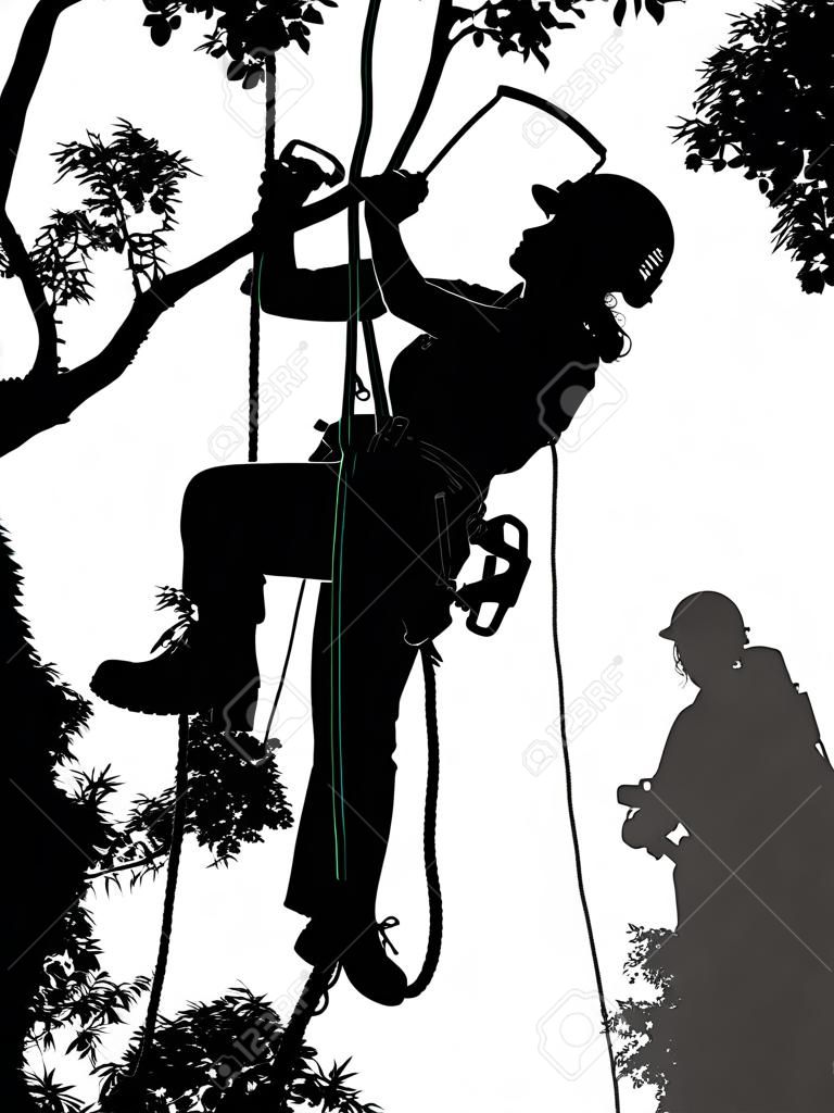 Female Tree Surgeon checking her safety ropes up a tree. The Arborist is carrying a chainsaw.