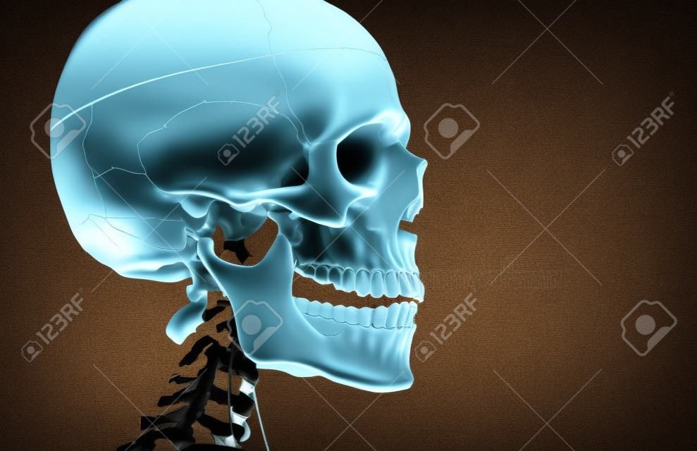 Decoración (modelo) esqueleto humano y el cráneo en el hospital