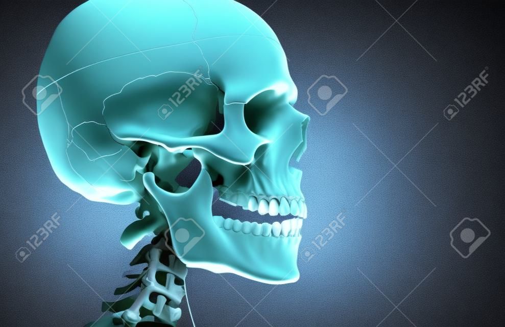Decoración (modelo) esqueleto humano y el cráneo en el hospital