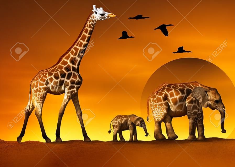 giraffe and elephants in africa