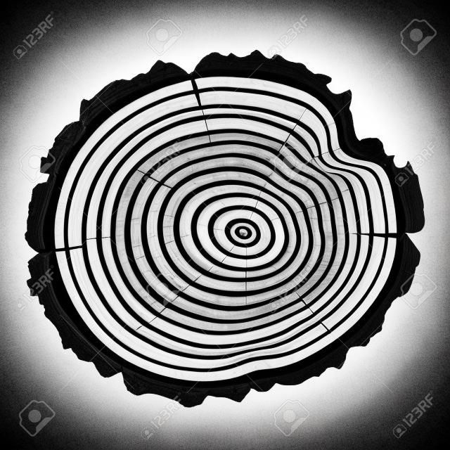 black and white wooden cut of a tree log with concentric rings and bark