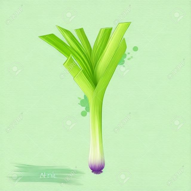 Digital art illustration of Leek or Allium ampeloprasum isolated on white background. Organic healthy food. Green vegetable. Hand drawn plant closeup. Clip art illustration. Graphic design element