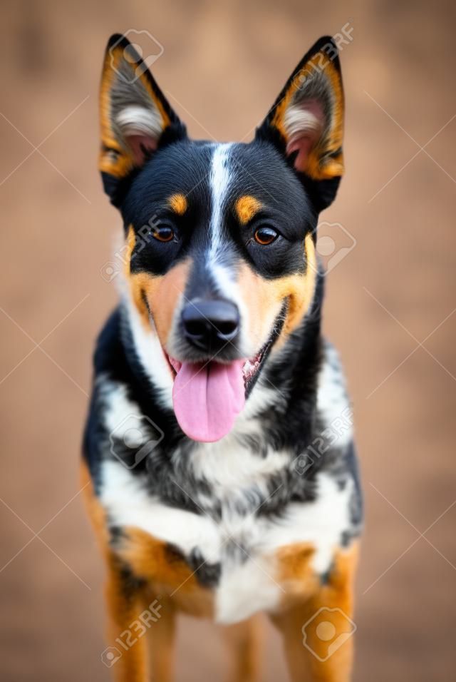 Close uo portrait of beuty and funky Australian cattle dog