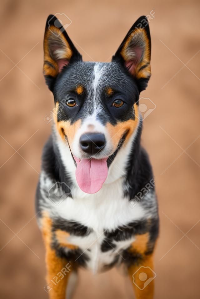 Close uo portrait of beuty and funky Australian cattle dog