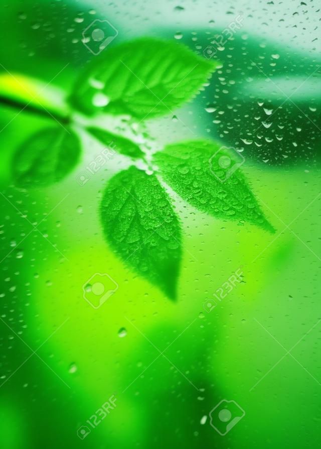 blur leaves through transparent rainy window. focus on rain drop