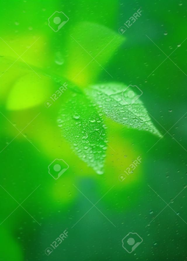 blur leaves through transparent rainy window. focus on rain drop
