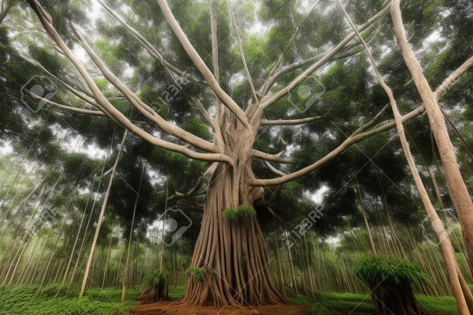 Il vecchio albero di banyan nella fattoria della gomma, il tipo di albero che gli agricoltori lasciano crescere causato dal mito tailandese per proteggere la foresta