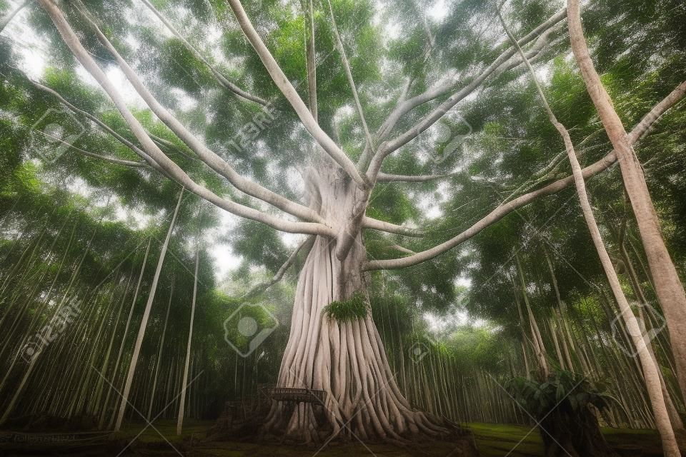 Il vecchio albero di banyan nella fattoria della gomma, il tipo di albero che gli agricoltori lasciano crescere causato dal mito tailandese per proteggere la foresta
