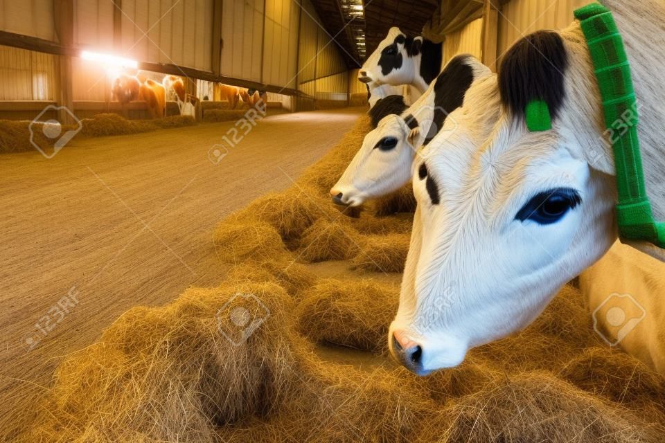 manada de vacas que comen el heno en el establo en la granja lechera