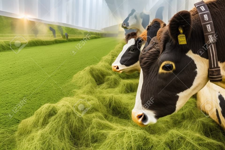 manada de vacas que comen el heno en el establo en la granja lechera