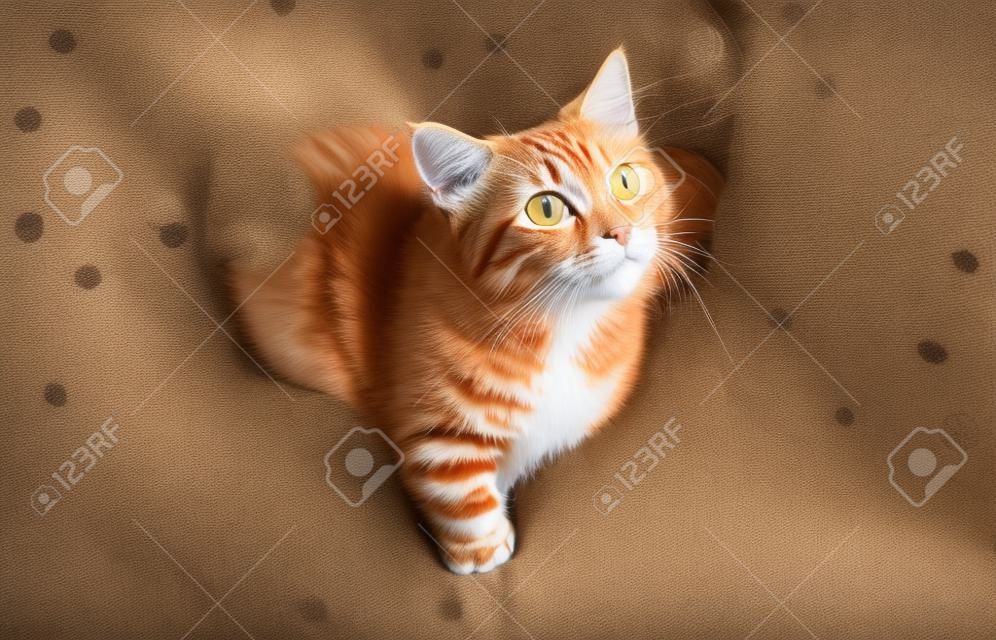 gatto soriano rosso sul divano con pelle di pecora a casa